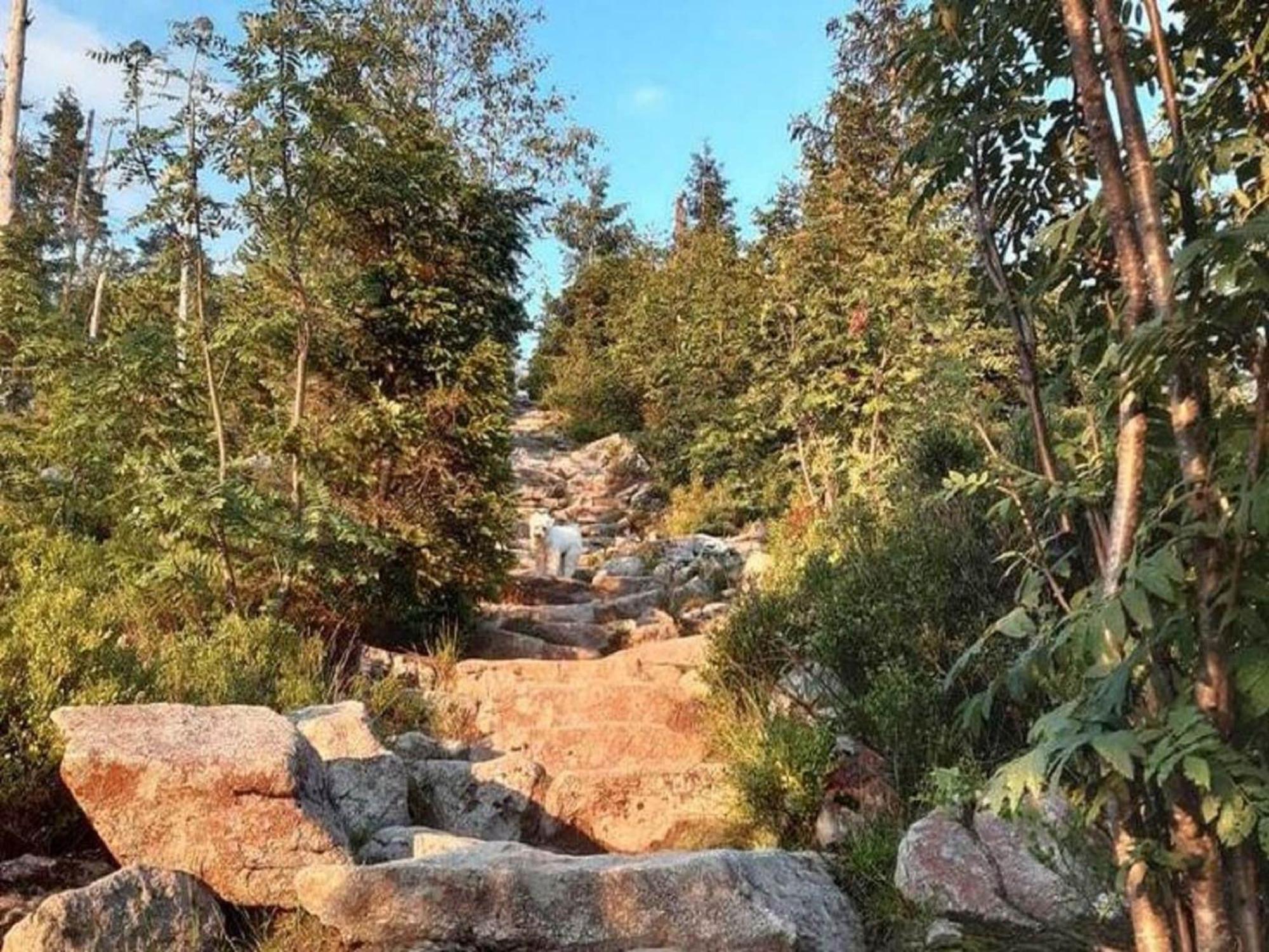 Welcoming Chalet Near Forest In Röhrnbach Εξωτερικό φωτογραφία